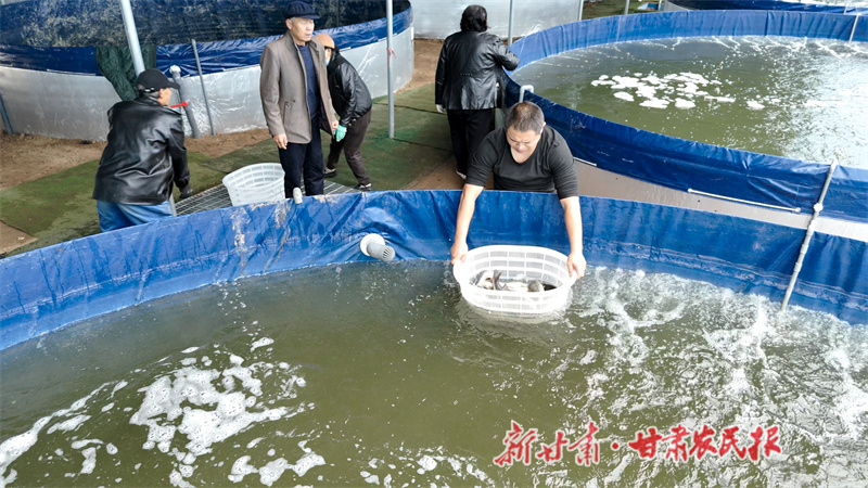 甘谷县：“鱼菜共生”调结构 乡村振兴添引擎