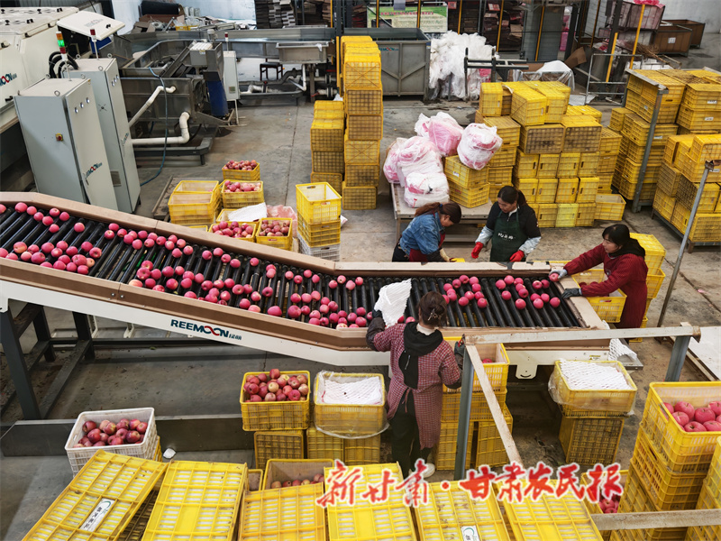 秦州区：智能化分选助力苹果销售市场做大做强