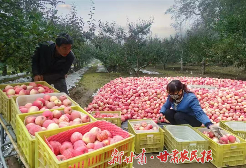 黄土地变“金果园” 秦州苹果甜了果农心