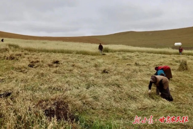 玛曲 : 3万亩圈滩燕麦开镰讯