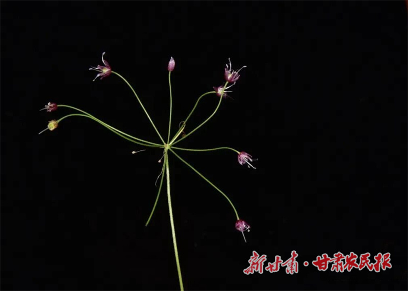 “舟曲韭”发现记——甘肃插岗梁自然保护区发现葱属植物新种