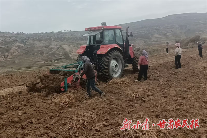 甘谷县：道地药材喜丰收 产业振兴添动能