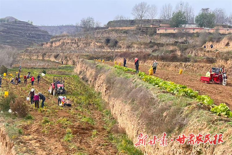 甘谷县：5000亩马铃薯铺就增收路 