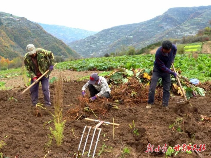 舟曲：中藏药材喜获丰收
