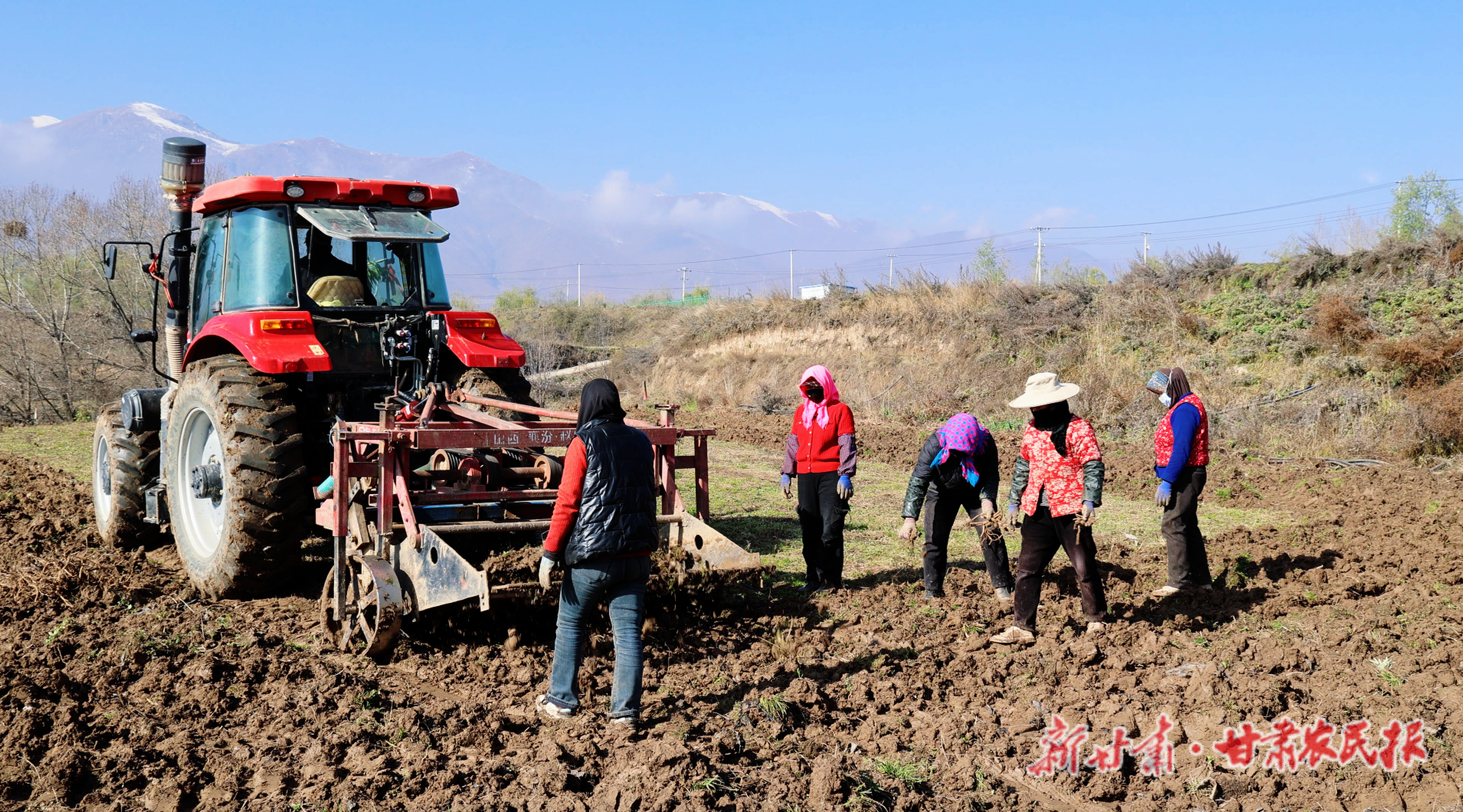 积石山：药香浸润致富路