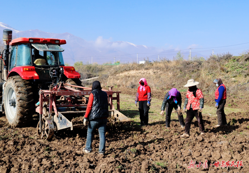 药农采收中药材