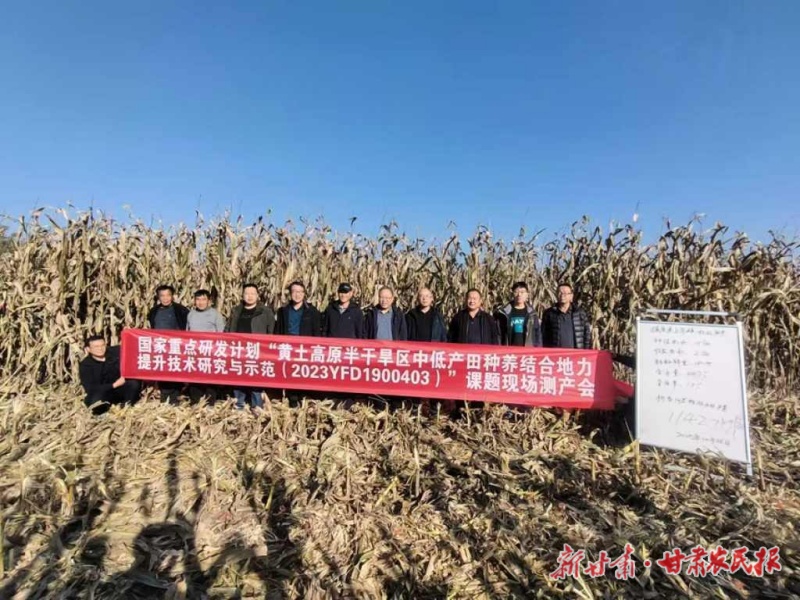 陇东旱塬玉米单产最高突破1143公斤