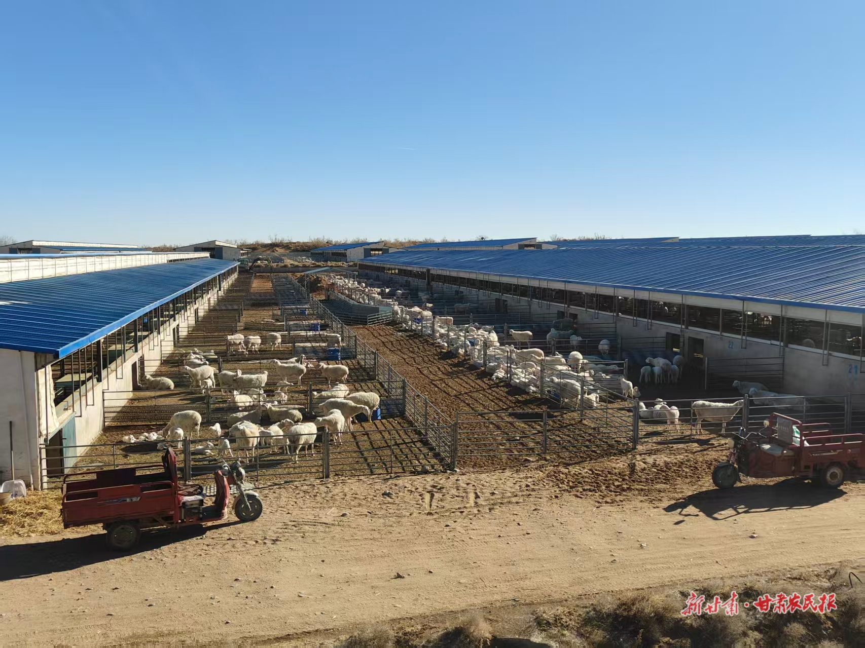 【四中全会精神在基层——高质量发展调研行】“羊如祥”的羊