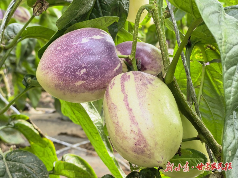 &ldquo;金果果&rdquo;甜到群众心窝里