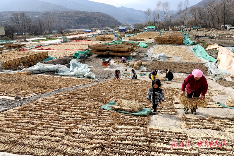 整理晾晒中药材