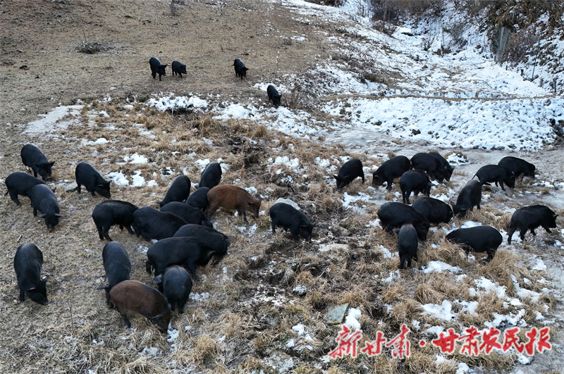 甘谷县：深山&ldquo;野养&rdquo;藏香猪 生态美味飘四方