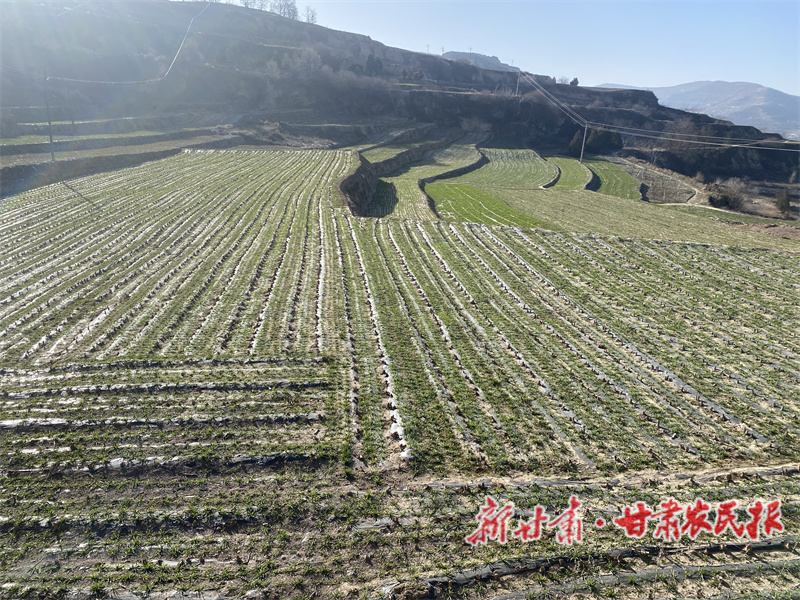 甘谷县：千亩冬麦长势旺 丰收希望在田间 