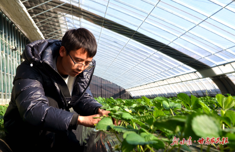 技术员查看植株长势