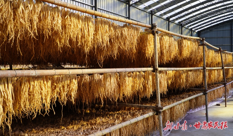 卓尼：药香漫山野 产业富农家
