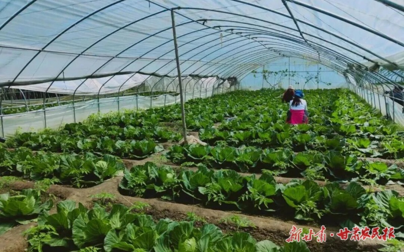 康县大堡镇：建好聚宝&ldquo;棚&rdquo; &ldquo;蔬&rdquo;写致富路