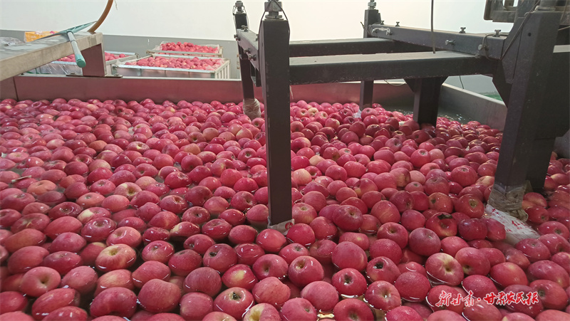 静宁苹果&ldquo;闯全球&rdquo; &ldquo;甘味&rdquo;鲜甜誉四方