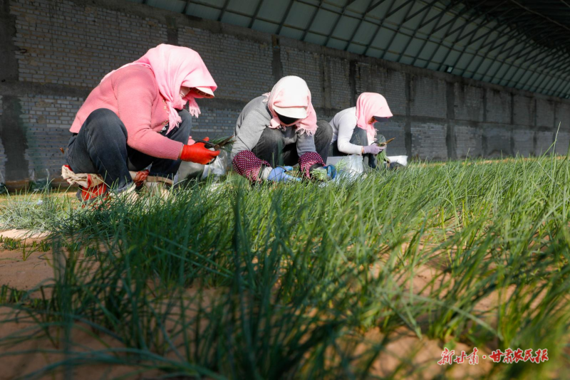 古浪村民采收大棚沙葱