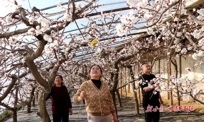 果农在大棚进行杏花授粉