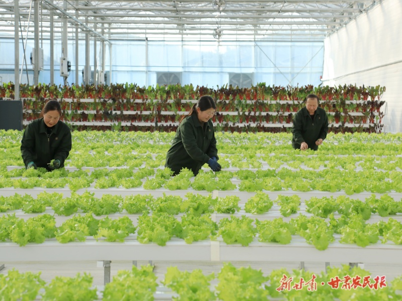 徽县泥阳镇智能温室