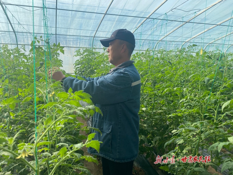 甘谷:农户管理日光温室作物