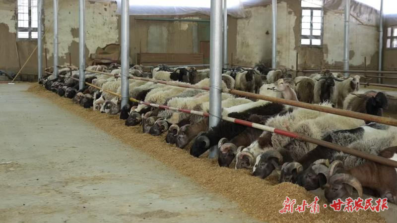 产销两旺！广河牛羊产业迎来近五年最好时期