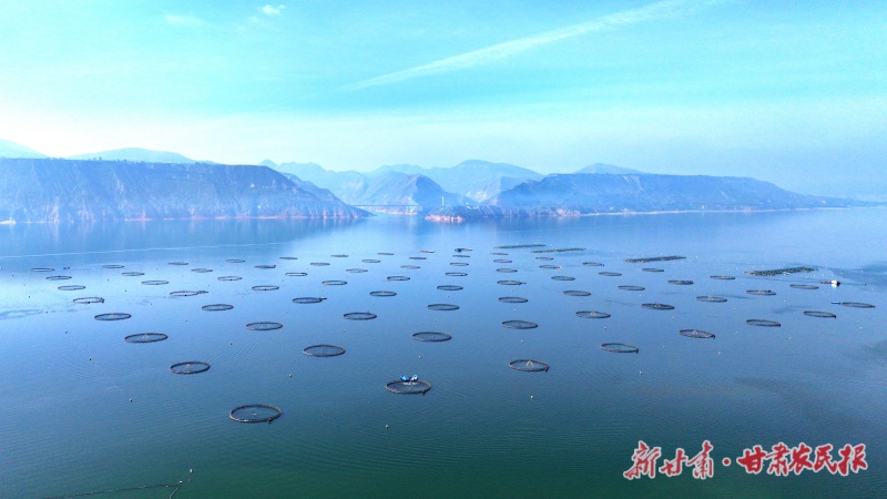 一尾黄河鱼 跃动生态富民新画卷