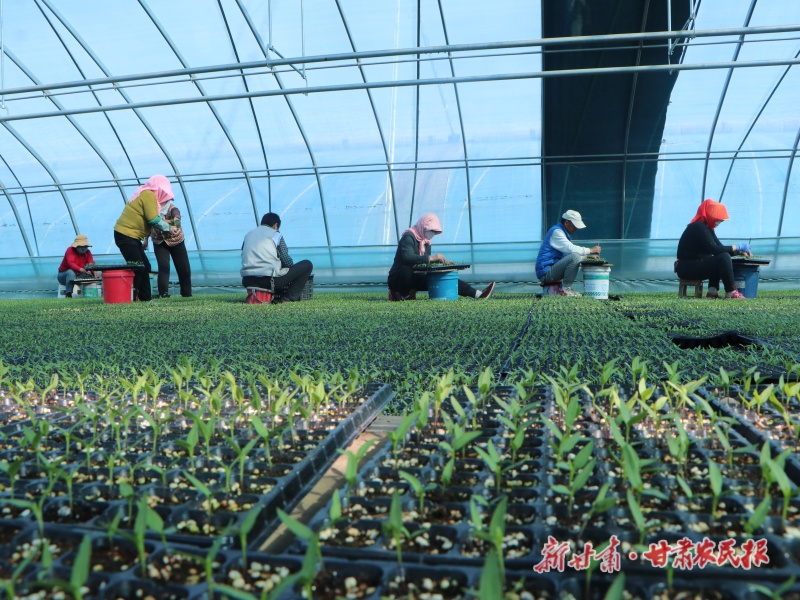 大棚育苗