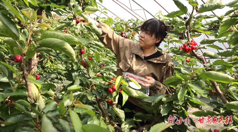 西峰区 游客采摘樱桃