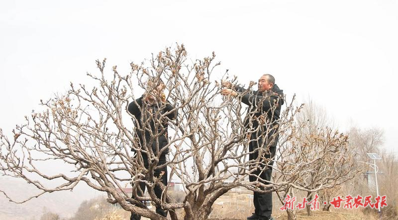 广河牡丹静待绽放