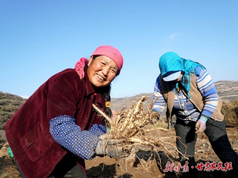 卓尼：&ldquo;五个万亩&rdquo;撑起富民大产业