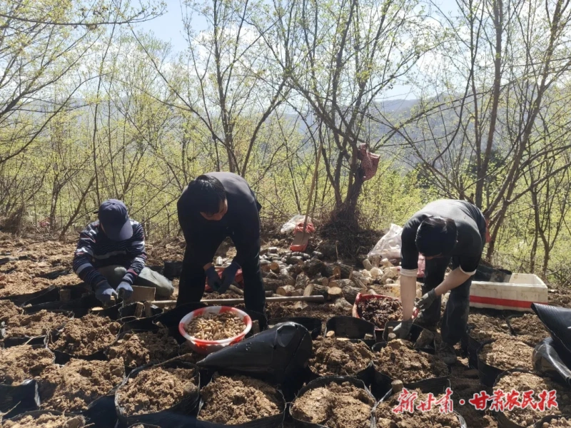 &ldquo;桶装+林下&rdquo; 天麻变&ldquo;铜钱&rdquo;