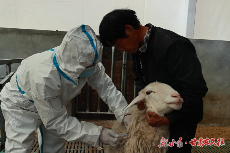 积石山：春季动物防疫筑牢畜牧安全&ldquo;防护网&rdquo;
