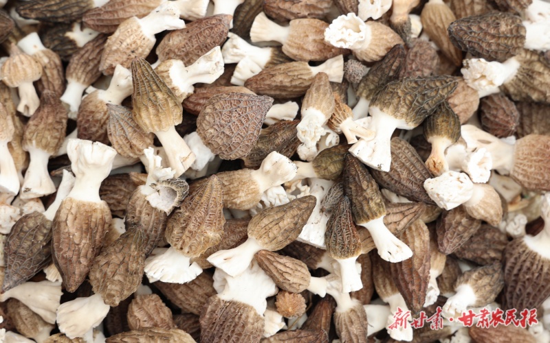 康县：羊肚菌撑起&ldquo;致富伞&rdquo;