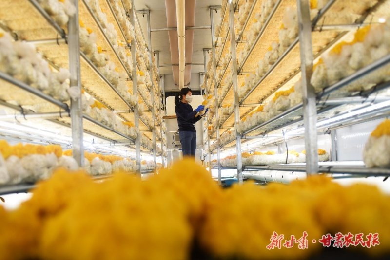 【图片新闻】&ldquo;云舱&rdquo;里育出&ldquo;金疙瘩&rdquo;