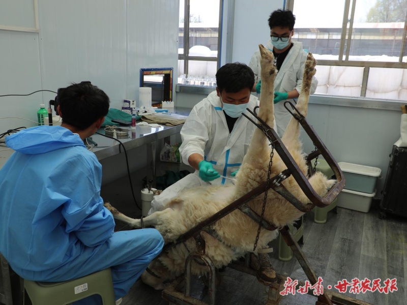 广河县完成2026年第一批种羊胚胎移植