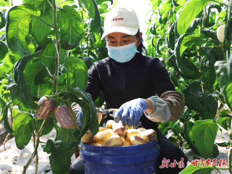 积石山人参果成熟上市