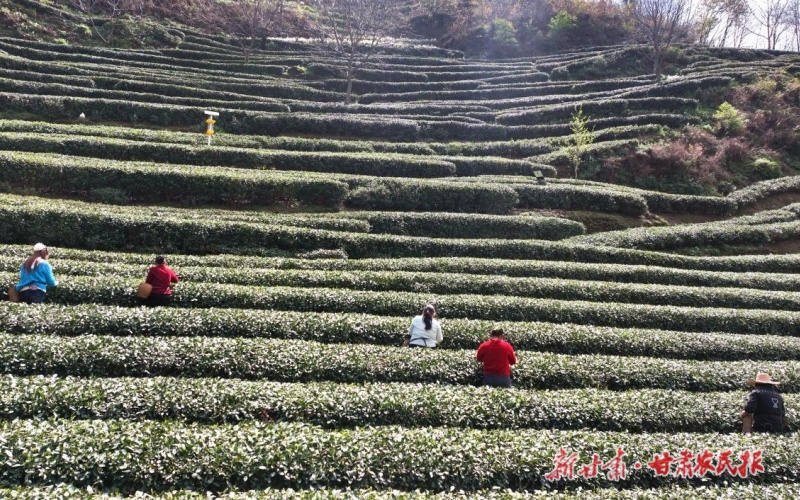 康县：绿芽&ldquo;跃&rdquo;指尖 茶香&ldquo;飘&rdquo;云端