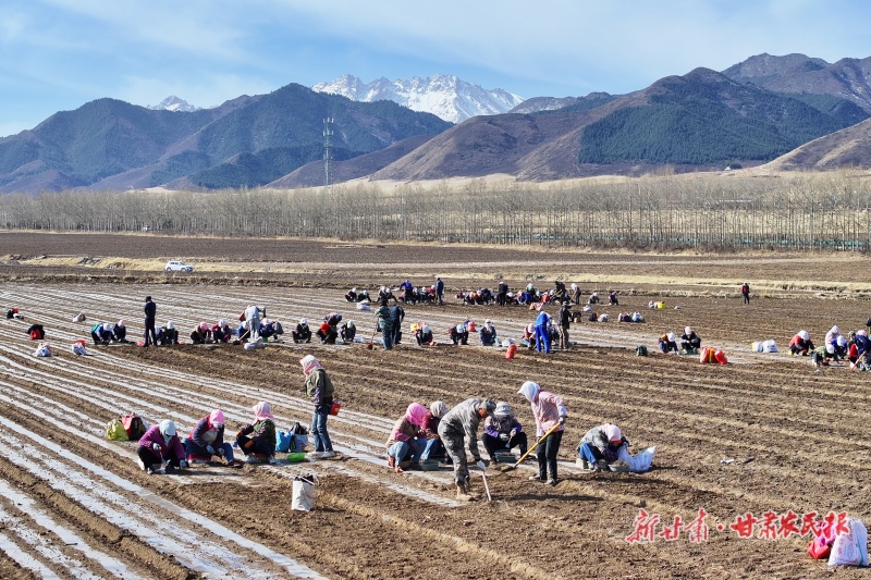 民乐县南丰镇张连庄村千亩当归种植基地