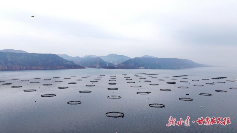 一条虹鳟&ldquo;游&rdquo;全国