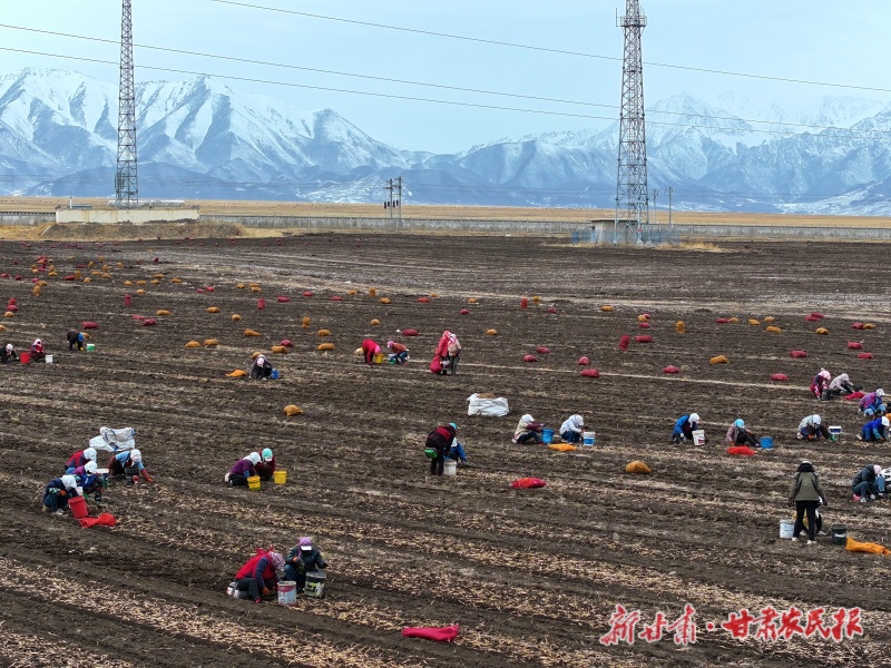 山丹马场三场千亩黄参种植基地春参抢收