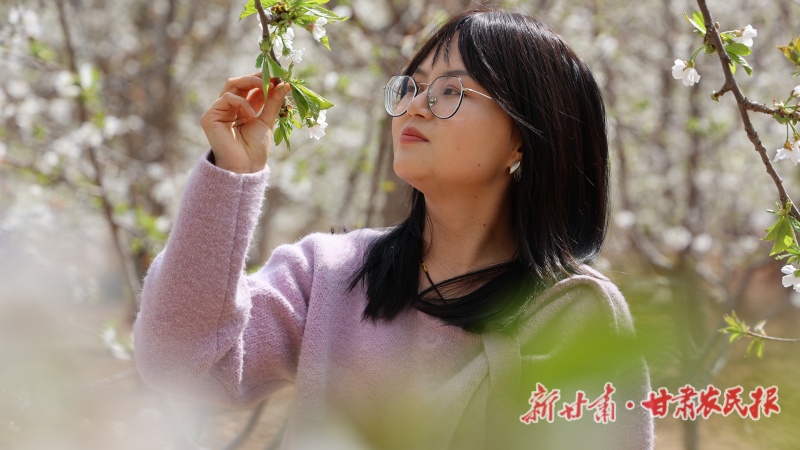 积石山：千亩樱桃花绽放 绘就乡村振兴新画卷