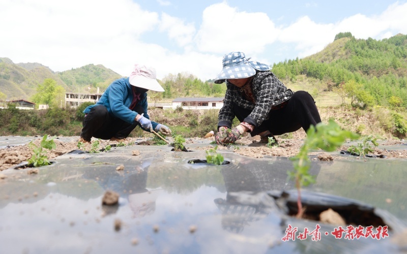 康县豆坝镇：发展药材产业 拓宽增收渠道