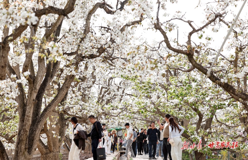 皋兰县什川镇近万亩百年古梨园梨花绽放