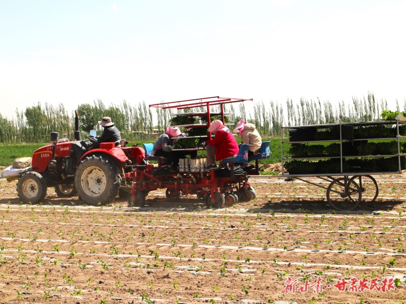 民乐县新天镇李寨村两万余亩高标准农田