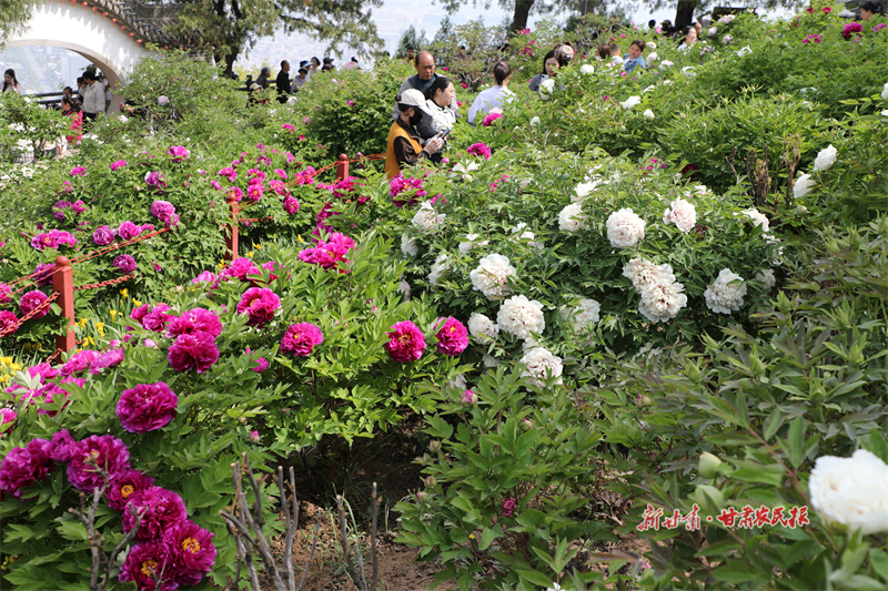 甘谷县：千年牡丹凝芳华 五一踏春赴花约