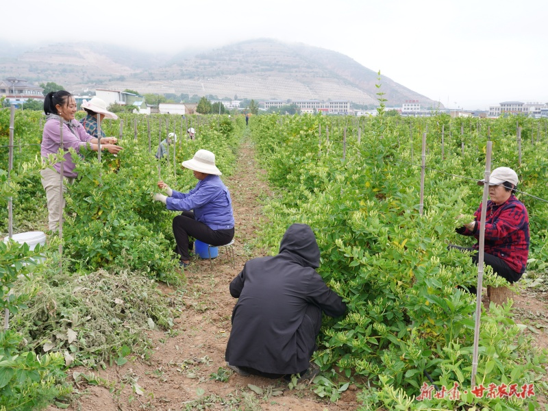 静宁县八里镇小山村村民采摘金银花