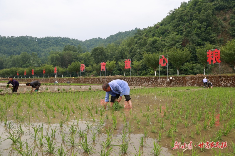 康县大南峪镇花庙村村民忙插秧