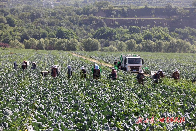 肖金镇纸坊村露地蔬菜种植基地