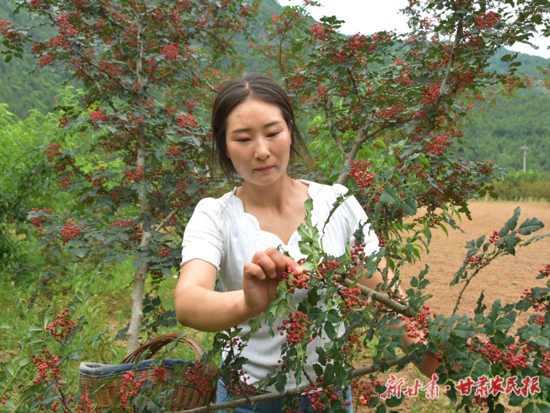 康县花椒喜获丰收