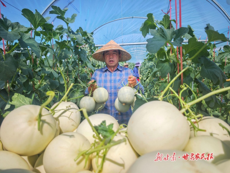 高台蜜瓜成熟上市